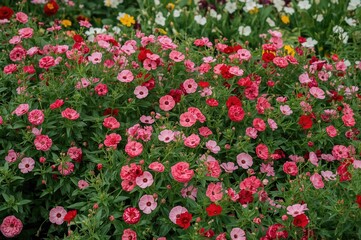 Fototapeta premium A vibrant display of red and pink flowers flourishes in a rich green garden, enhancing the summer landscape with natural elegance and the spirit of spring