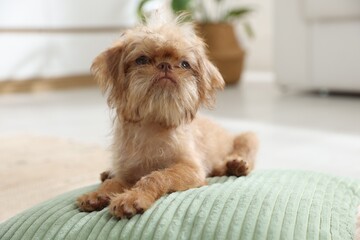 Cute Brussels Griffon puppy on pillow at home