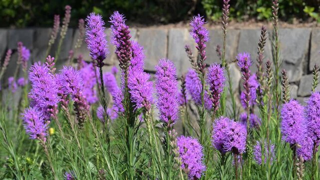 liatris wallpaper