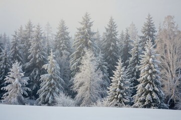 Fototapeta premium Winter woodland scene with frost-covered trees