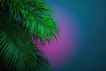 Vibrant green palm fronds against a deep blue and magenta backdrop. Artistic tropical theme. Lush foliage.