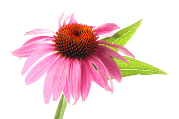 Beautiful pink Echinacea flower isolated on white