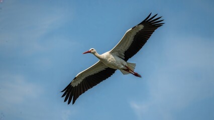 Journey of the White Stork
