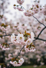 Obraz premium A delicate and beautiful close-up of pink cherry blossoms in full bloom, with a soft, dreamy background, capturing the serene and ephemeral beauty of spring. 