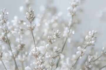 Close-up of delicate white and silver cotton lavender sprigs with selective focus