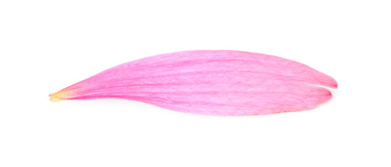 One beautiful Echinacea petal isolated on white