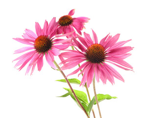 Fototapeta premium Many beautiful Echinacea flowers isolated on white