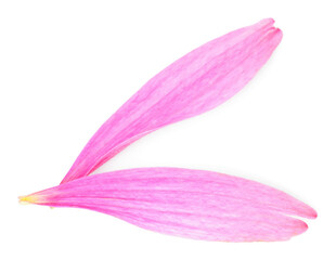 Two beautiful Echinacea petals isolated on white