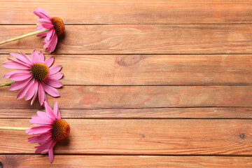Beautiful Echinacea flowers on wooden table, flat lay. Space for text