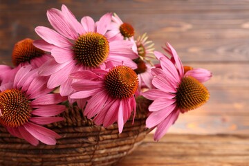 Beautiful Echinacea flowers in wicker basket on wooden table, closeup. Space for text