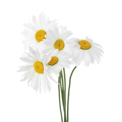 Bouquet of beautiful chamomile flowers isolated on white