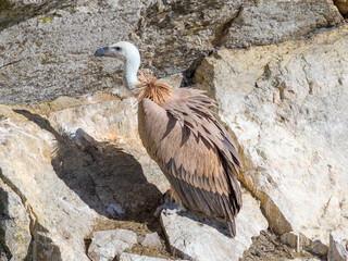 Buitre leonado en la Sierra de Guadarrama