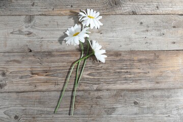 Beautiful chamomile flowers on wooden table, flat lay