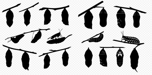Silhouettes illustrating the complete metamorphosis of insects, showing caterpillars, chrysalises, and emerging butterflies hanging from branches.