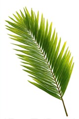 Obraz premium Close-up of a single palm frond