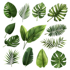 Obraz premium Exotic Tropical Leaf Decor Isolated Collection on White Background