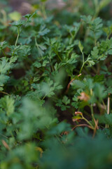 close up of parsley growing in the garden