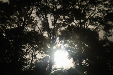 sunset in the forest