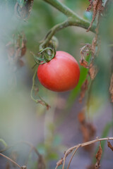 close up of red tomatoes growing in a garden