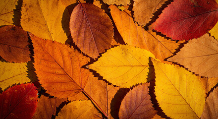 Close-up shot of a magnificent array of autumn leaves, displaying a stunning spectrum of warm hues like orange, yellow, and red, perfect for seasonal backdrops