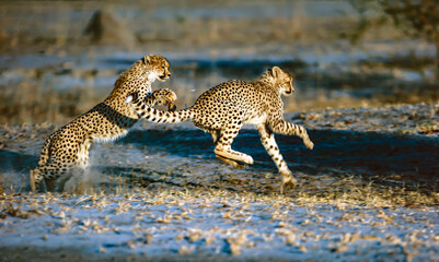 cheetah on the ground