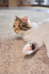 A Cute Cat lounging comfortably in a Bright and inviting Living Room filled with light