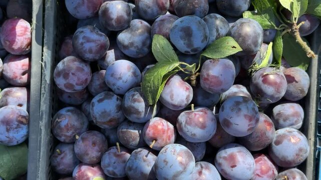  Plum harvest in a summer garden