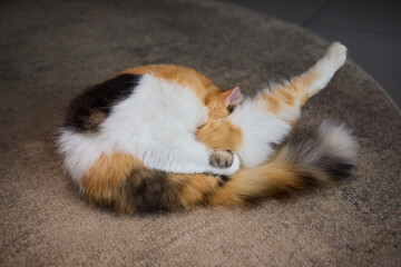 Playful Cat Yoga Enjoying a Cozy Stretching Moment Together with Your Feline Friend