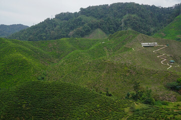 Tea plantations