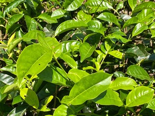 Lush Green Leaves Bathed in Sunlight in a Natural Outdoor Setting
