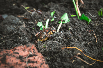 Small brown frog resting on dark, wet soil, blending seamlessly into its natural habitat, creating a captivating snapshot of wildlife thriving in nature's embrace