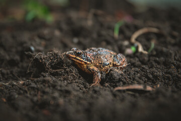 Small brown frog resting on dark, wet soil, blending seamlessly into its natural habitat, creating a captivating snapshot of wildlife thriving in nature's embrace