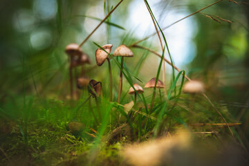 Small mushrooms growing amidst lush grass and soft moss on the forest floor, creating a serene and tranquil scene that highlights the beauty of nature's ecosystem