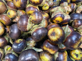 Cluster of Brown and Green Acorns Gathered on Forest Floor in Autumn