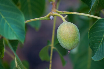 close up of walnut branch with green leaves