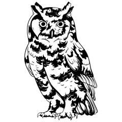 Owl Art Illustration 