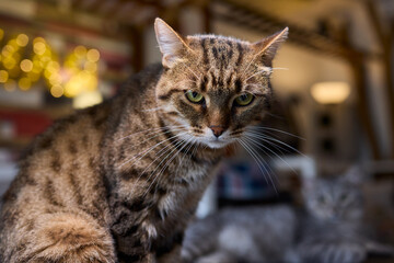 A Cute Cat lounging comfortably in a Bright and inviting Living Room filled with light