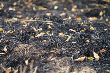 scorched grass in the garden