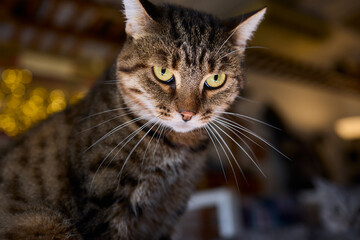 Naklejka premium A Cute Cat lounging comfortably in a Bright and inviting Living Room filled with light