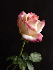 A pink rose before a black background