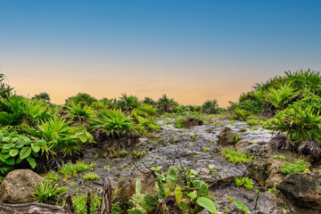 Beautiful tropical greenery grows on the rocks in Tulum, Mexico. The natural background of the landscape is enhanced by the sunset evening sky, with a copy space for text above the horizon of the land