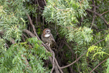 Mottled wood owl (Strix ocellata) at Baramati, Bhigwan, Maharashtra, India.