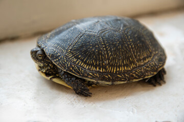 European pond turtle. Captive care