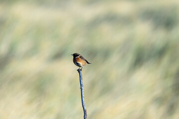 Male Stonechat (Saxicola rubicola) on Bull Island, Dublin, a bird of coastal areas.