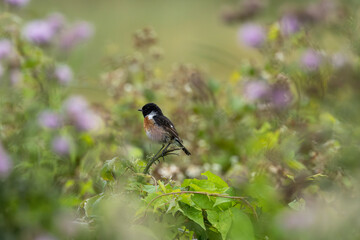Male Stonechat (Saxicola rubicola) on Bull Island, Dublin, a bird of coastal areas.