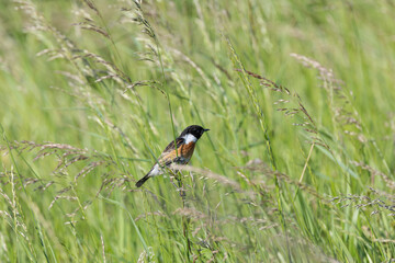 Male Stonechat (Saxicola rubicola) on Bull Island, Dublin, a bird of coastal areas.