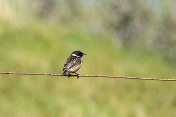 Male Stonechat (Saxicola rubicola) on Bull Island, Dublin, a bird of coastal areas.