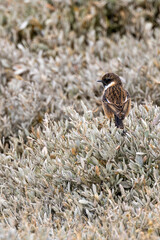 Male Stonechat (Saxicola rubicola) on Bull Island, Dublin, a bird of coastal areas.
