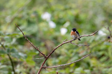 Male Stonechat (Saxicola rubicola) on Bull Island, Dublin, a bird of coastal areas.
