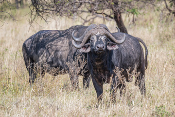 Obraz premium Buffalo, looking at the camera, Serengeti National Park, Tanzania, Africa
